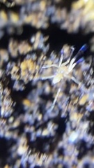 Araneomorphae