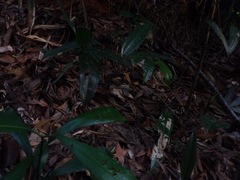Smilax australis
