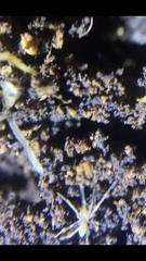 Araneomorphae
