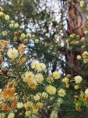 Acacia ulicifolia