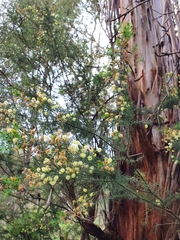 Acacia ulicifolia
