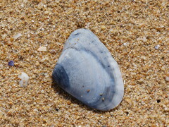 Latona deltoides