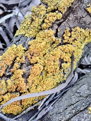 Xanthoria parietina