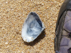 Latona deltoides