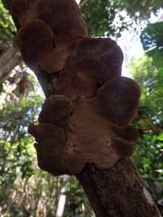 Hexagonia