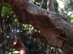 Hexagonia