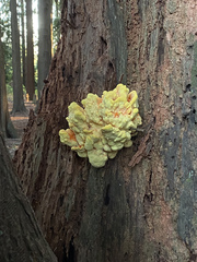 Laetiporus conifericola