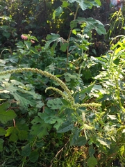Amaranthus viridis