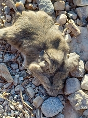 Peromyscus truei