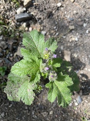 Fuertesimalva limensis