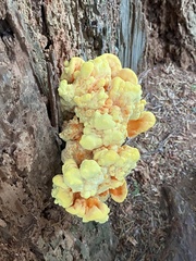 Laetiporus conifericola