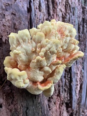 Laetiporus conifericola