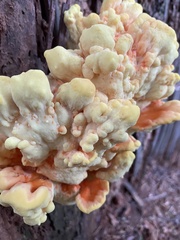 Laetiporus conifericola