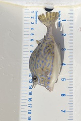 Acanthostracion quadricornis