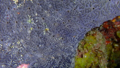 Halisarca caerulea