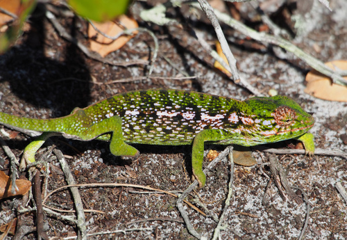 Southern Carpet Chameleon