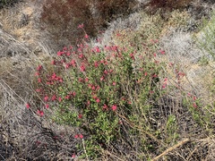 Salvia greggii