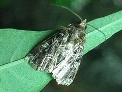 Callopistria exotica