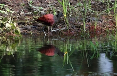 Jacana spinosa