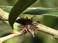 Andricus quercusfoliatus