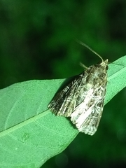 Callopistria exotica