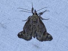 Hypena palparia