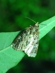 Callopistria exotica