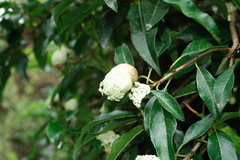 Hydrangea integrifolia