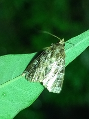 Callopistria exotica