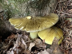 Tricholoma