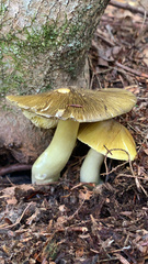 Tricholoma