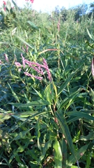 Persicaria glabra