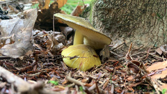 Tricholoma