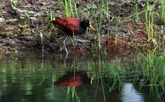 Jacana spinosa