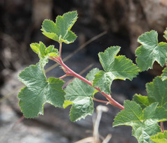 Rubus deliciosus