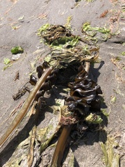 Undaria pinnatifida