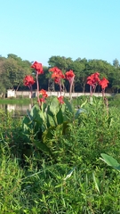 Canna × generalis