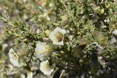 Lycium bridgesii