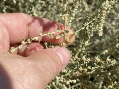 Atriplex polycarpa