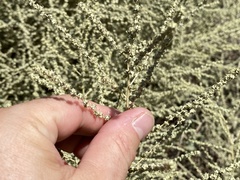 Atriplex polycarpa