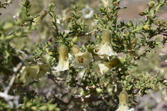 Lycium bridgesii
