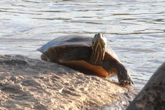 Pseudemys