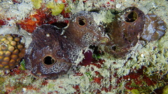 Smenospongia conulosa