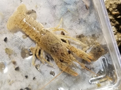 Faxonius virilis