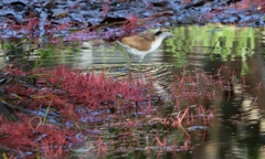 Jacana spinosa