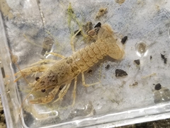 Faxonius virilis