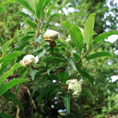 Hydrangea integrifolia