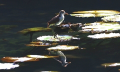 Jacana spinosa