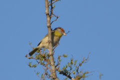 Cyclarhis gujanensis