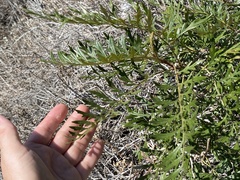 Grevillea robusta